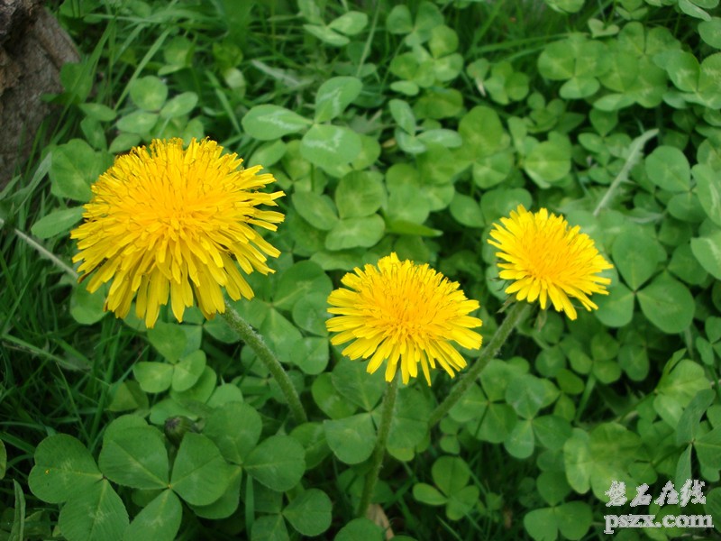 院里的小花