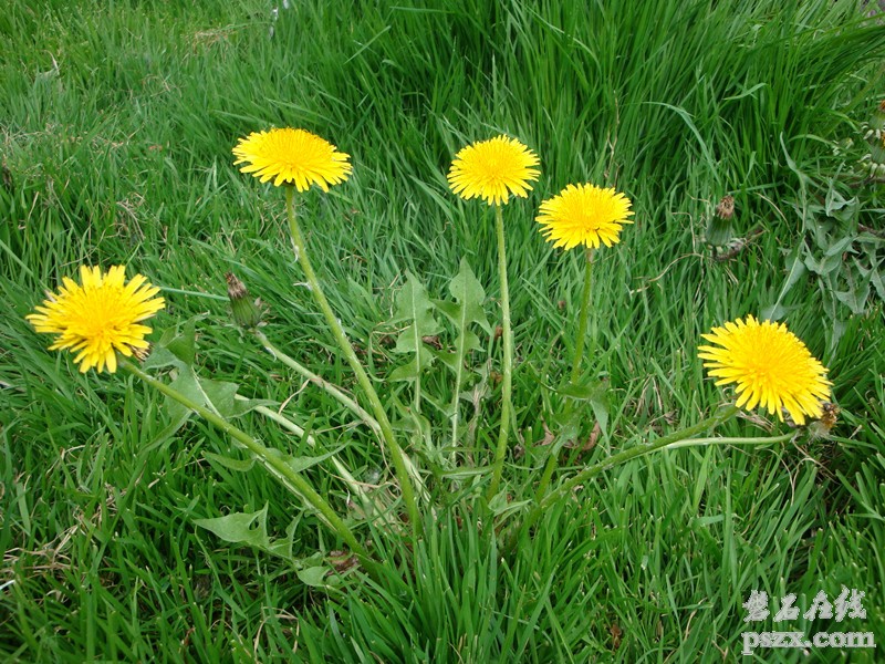 院里的小花