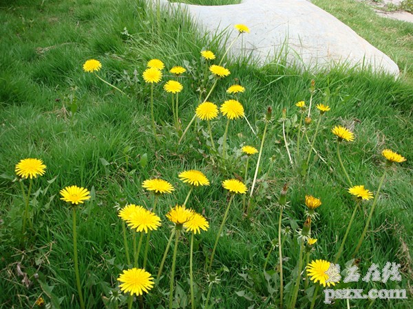 院里的小花