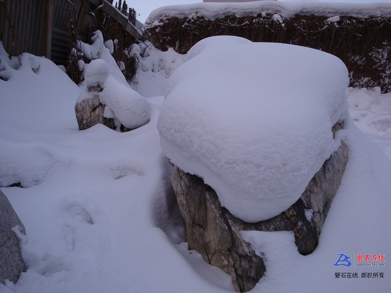 冬雪石鸟