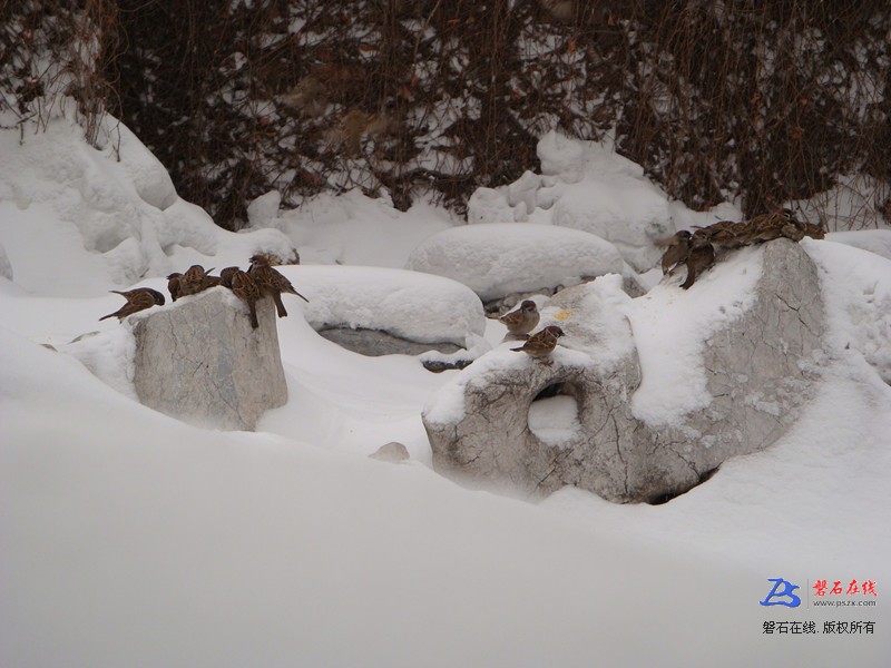 冬雪石鸟