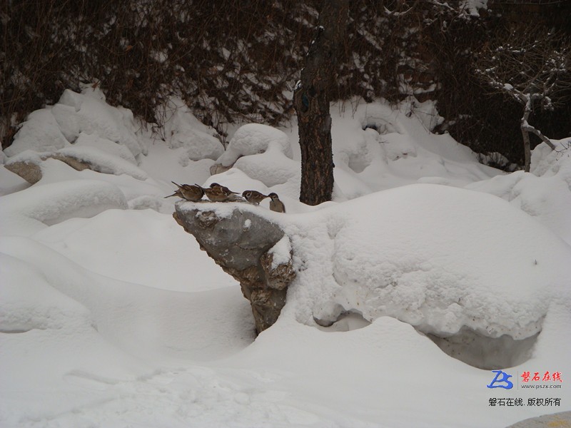 冬雪石鸟