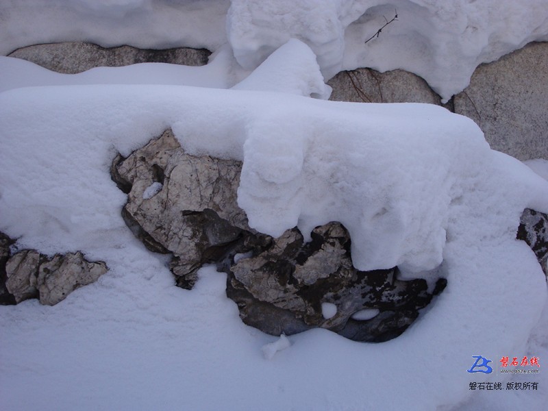 冬雪石鸟