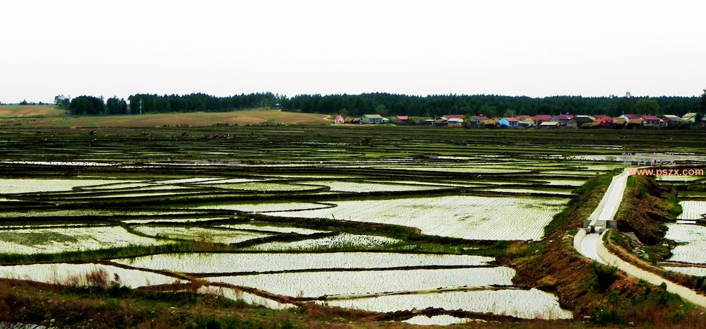 夏天的田野