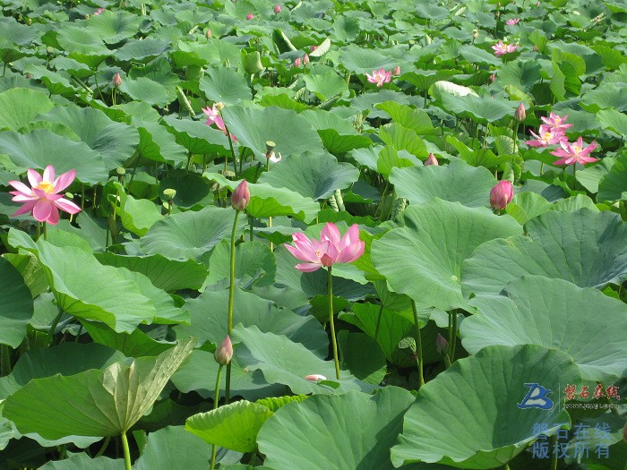 去石嘴观荷花看水库从富太镇返回