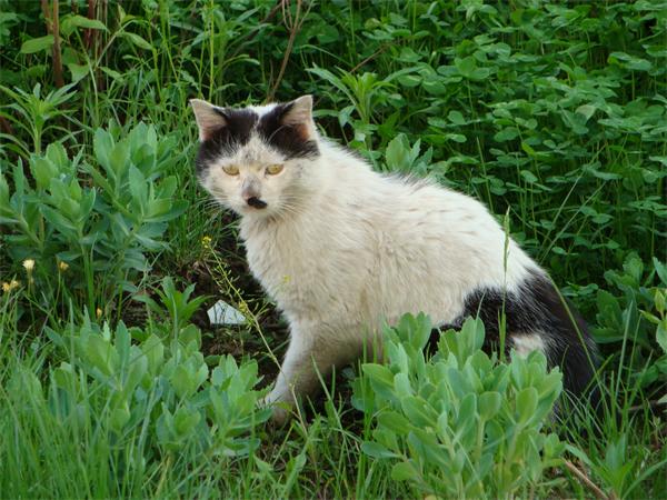 夏季~~流浪猫