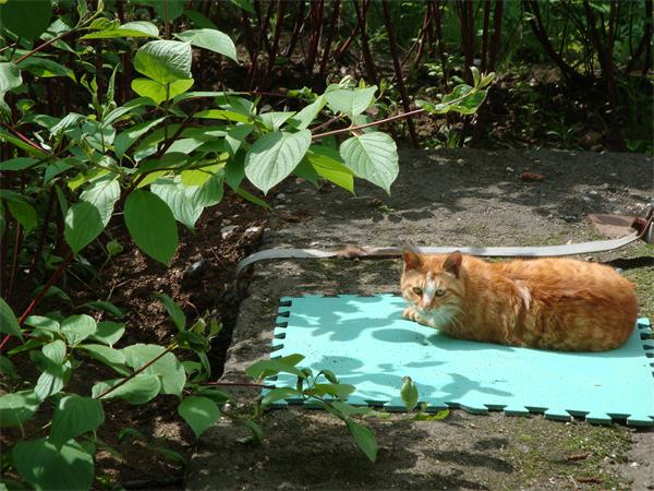 夏季~~流浪猫