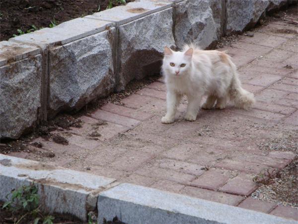 夏季~~流浪猫