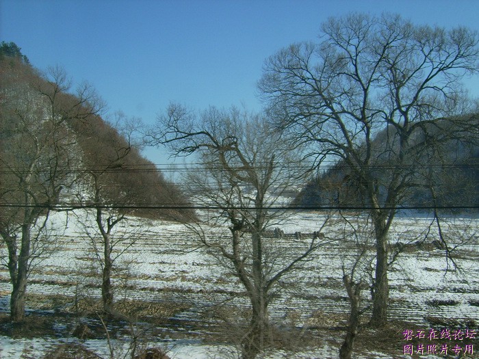 北国风光，千里冰封，万里雪飘，苍白大地。---磐石向南，向南，......