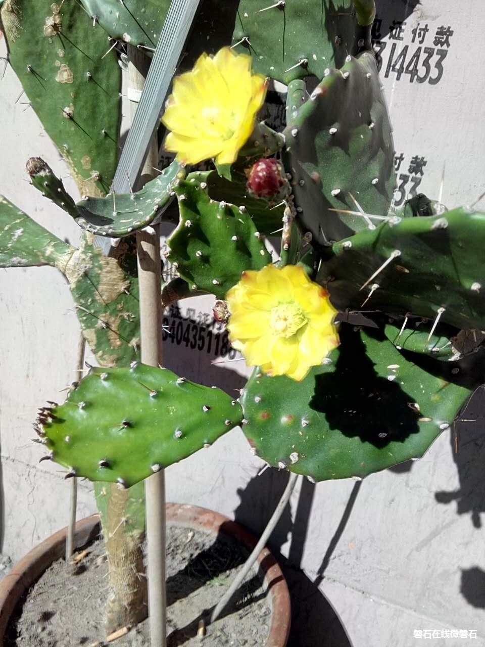 我家的仙人掌开花了