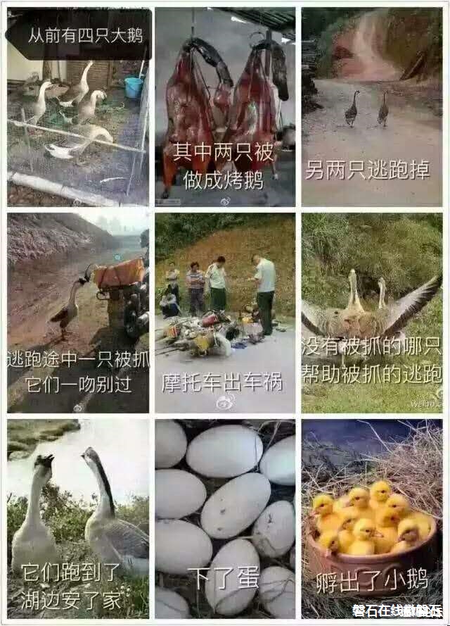 大鹅的故事全集在里（已完结）结局有点……