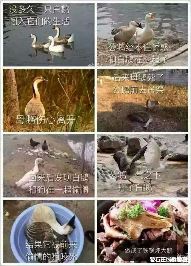 大鹅的故事全集在里（已完结）结局有点……