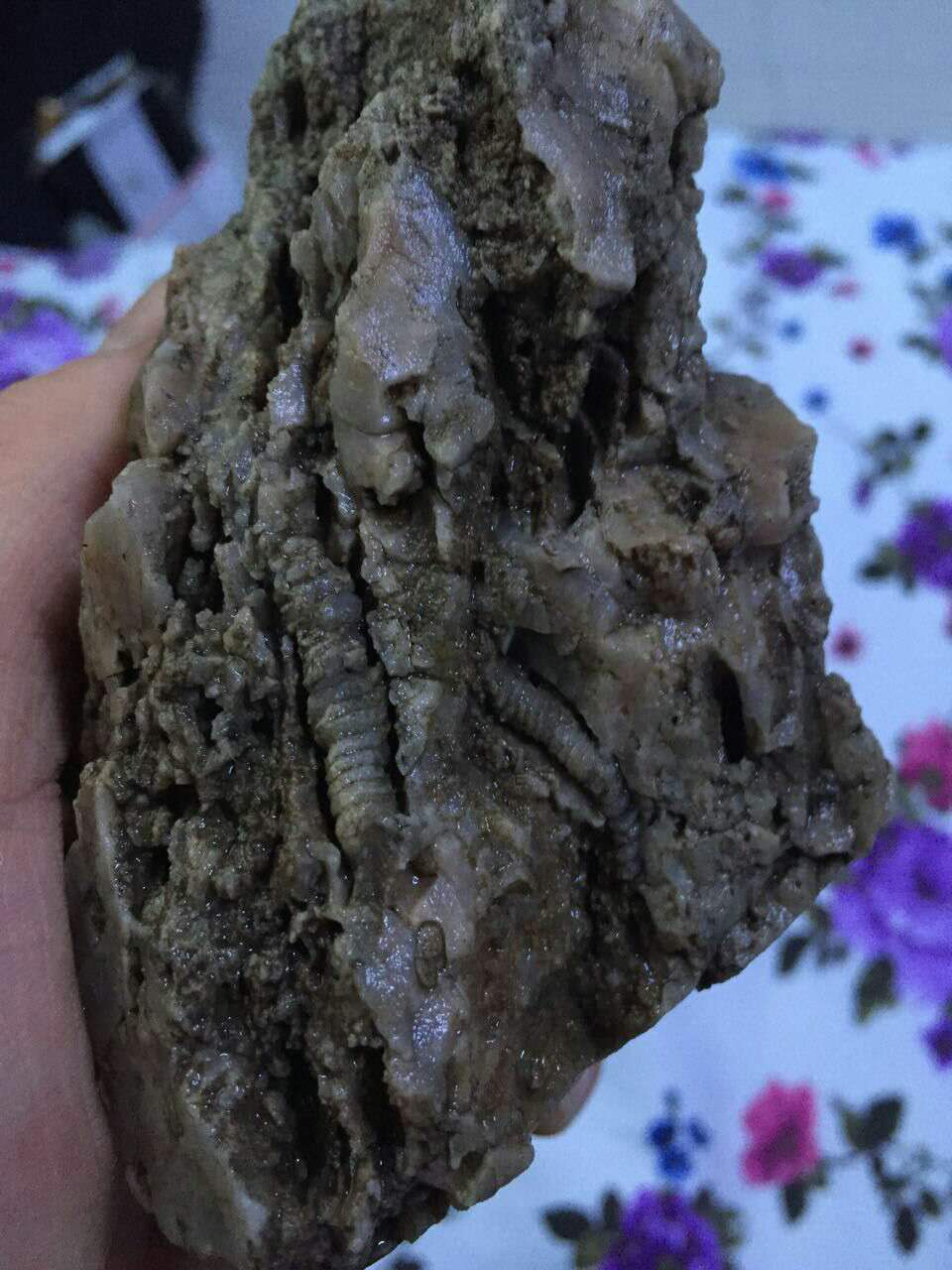 磐石发现的虫化石