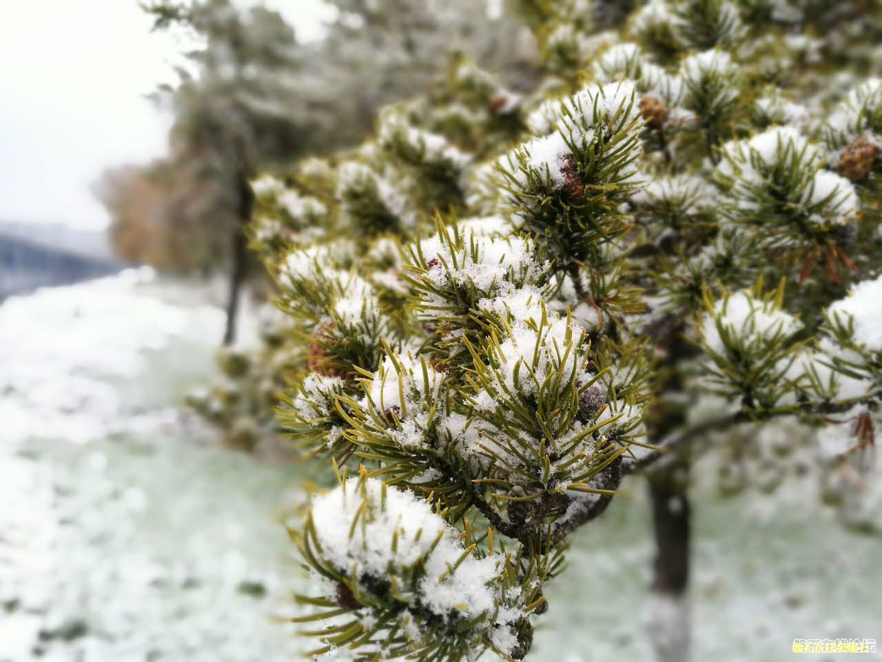 2016第一场雪，欢迎大家把雪景照片发来看看