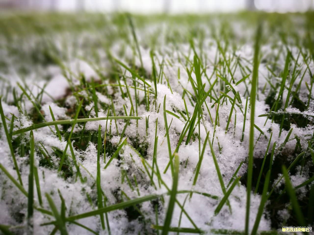 2016第一场雪，欢迎大家把雪景照片发来看看