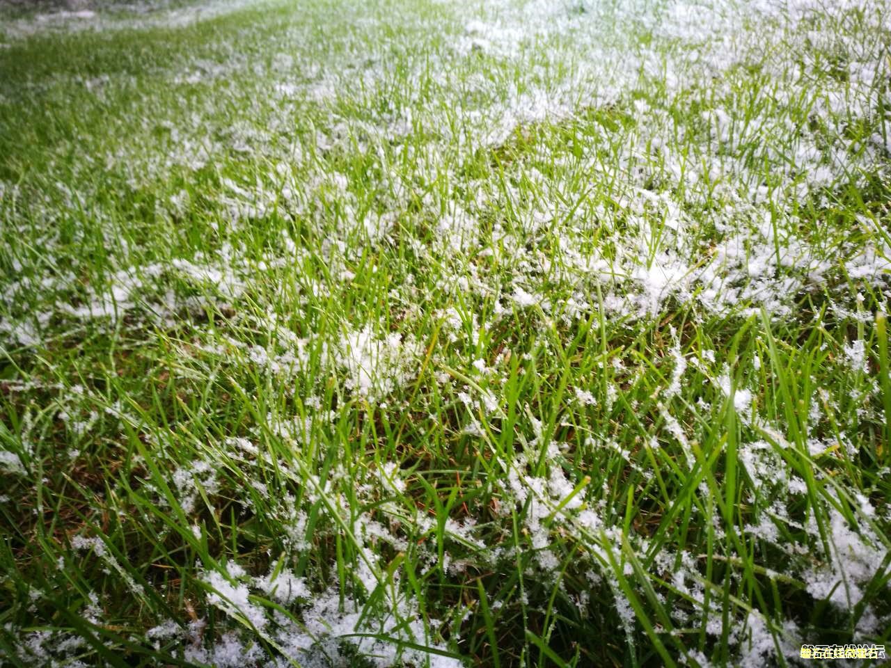 2016第一场雪，欢迎大家把雪景照片发来看看