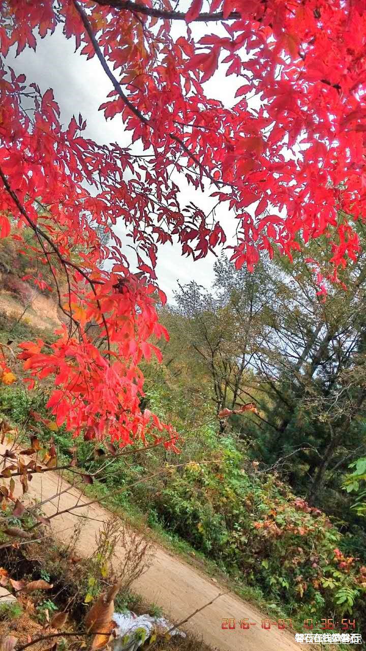 磐石——取柴河秋景