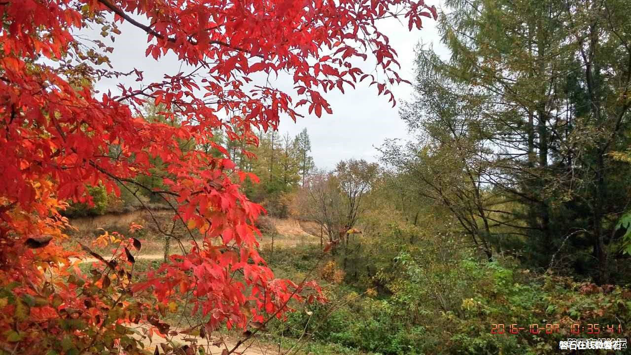 磐石——取柴河秋景