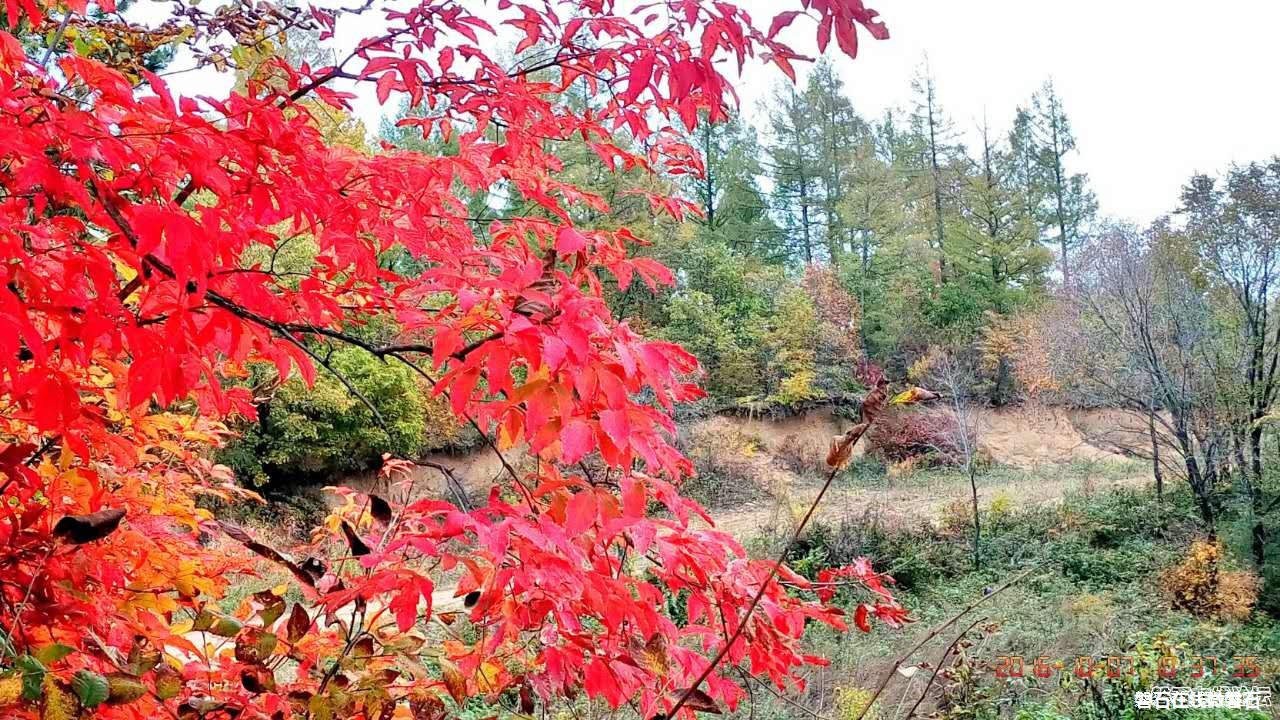 磐石——取柴河秋景