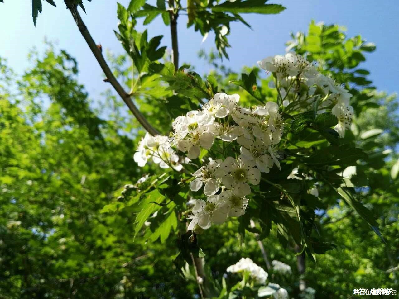 磐石红石砬子山