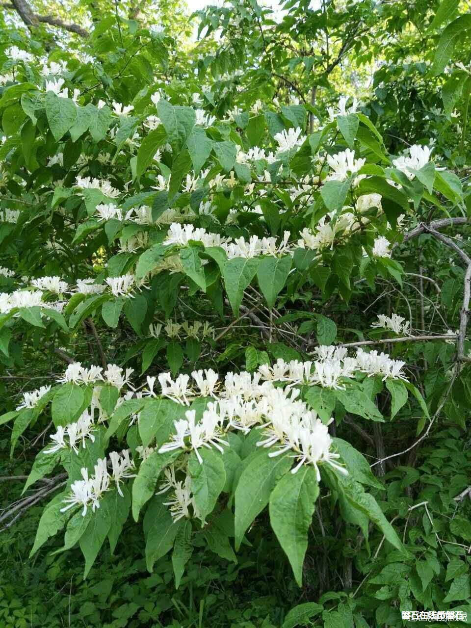 磐石红石砬子山