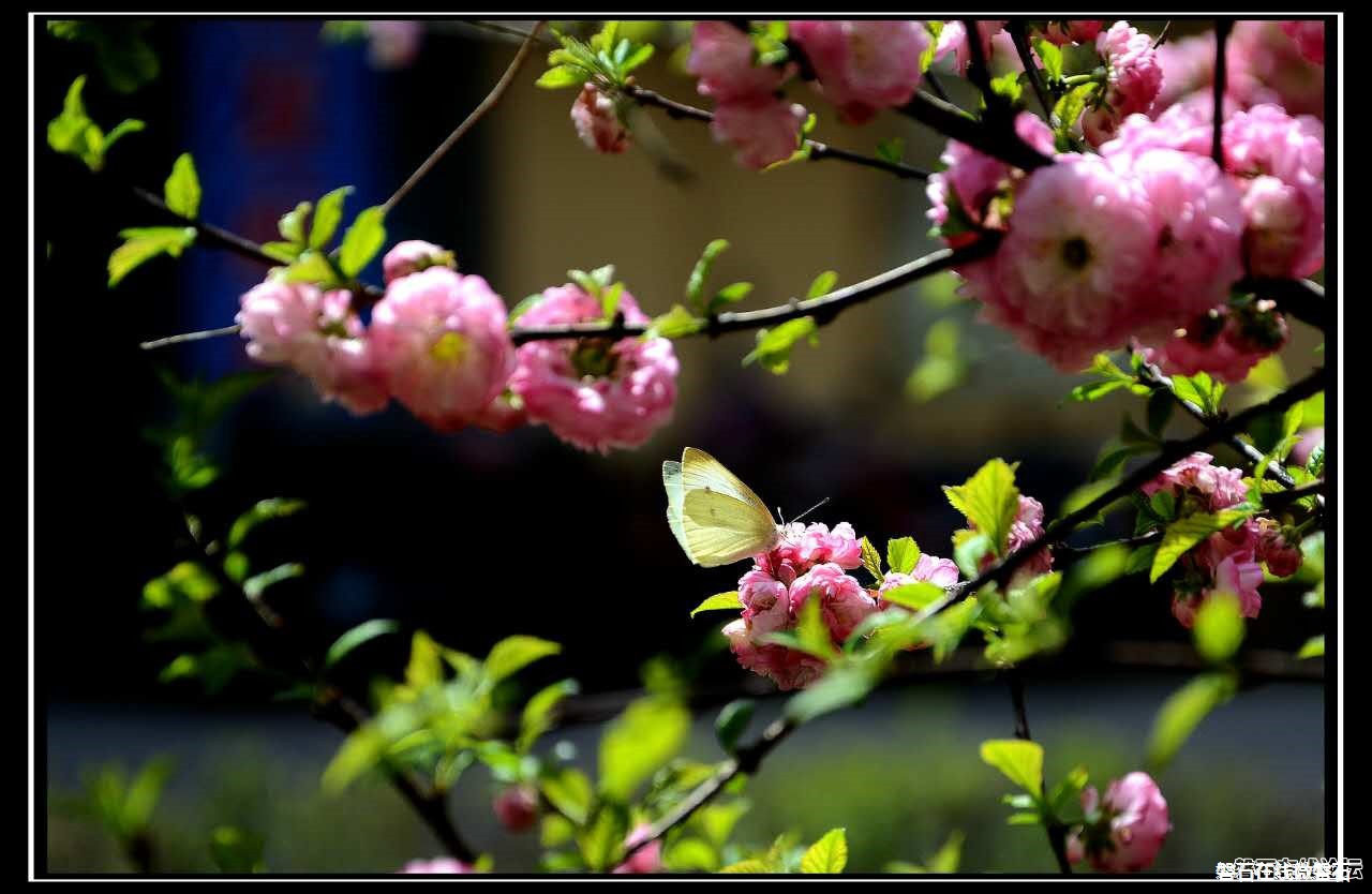 花儿美！（摄于保健院到环城路河边）