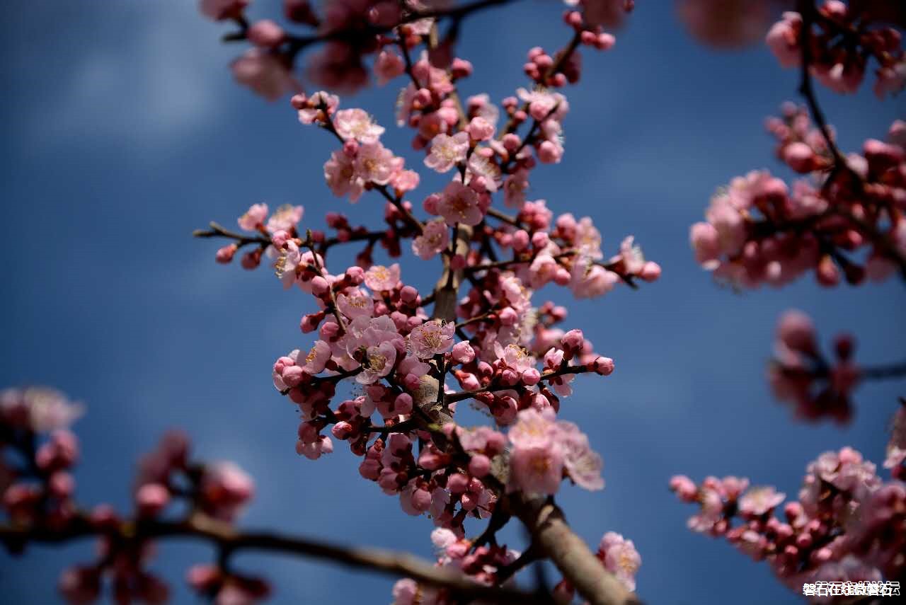 春来了！花开了！