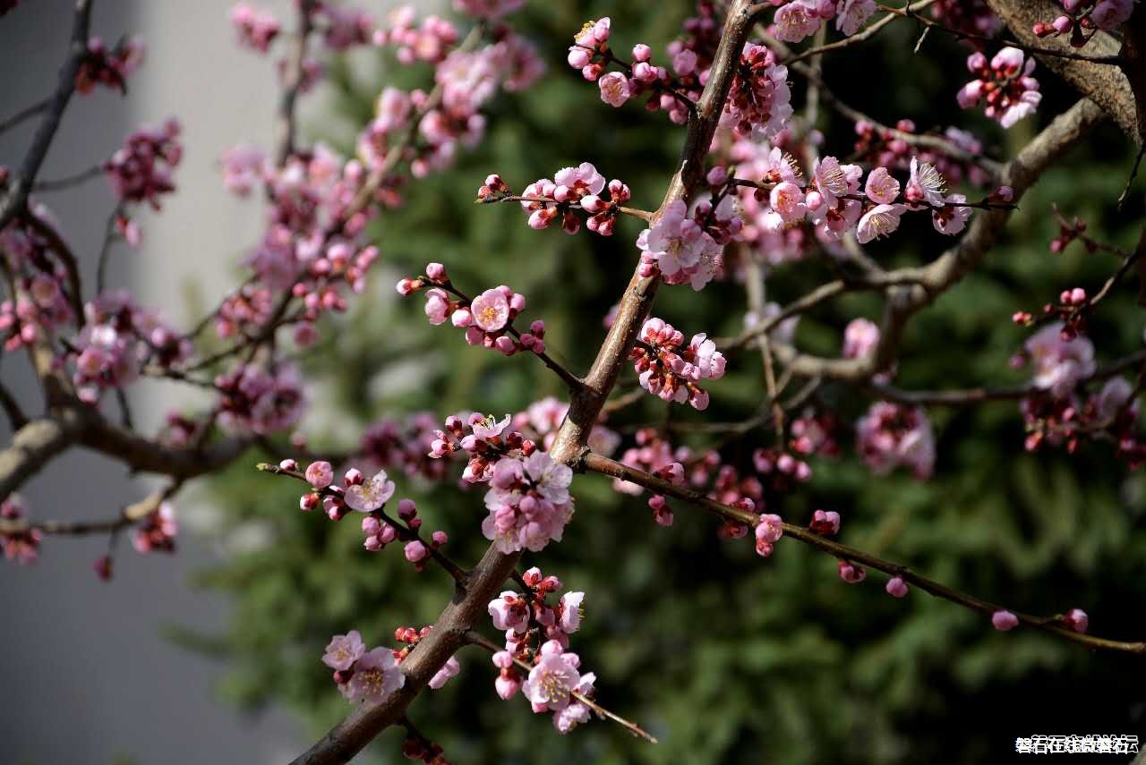 春来了！花开了！