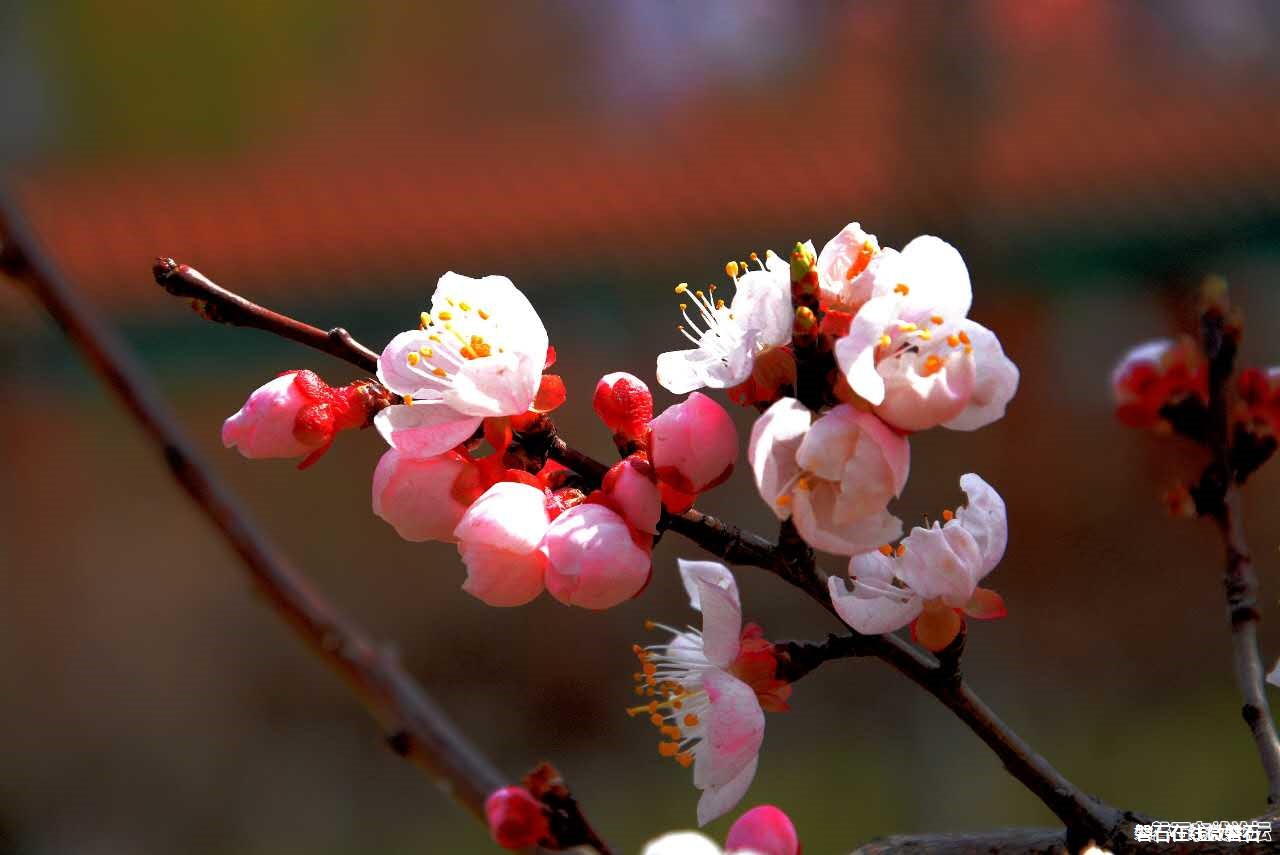 春来了！花开了！