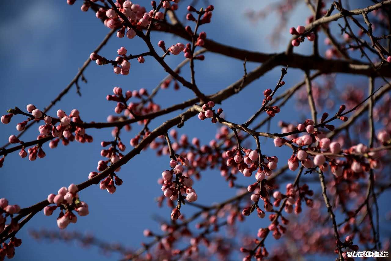 春来了！花开了！