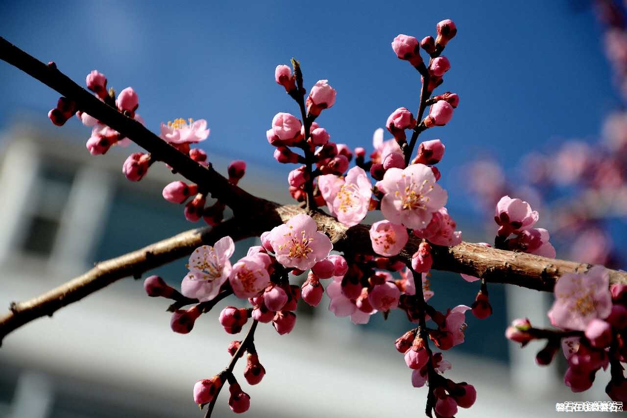 春来了！花开了！