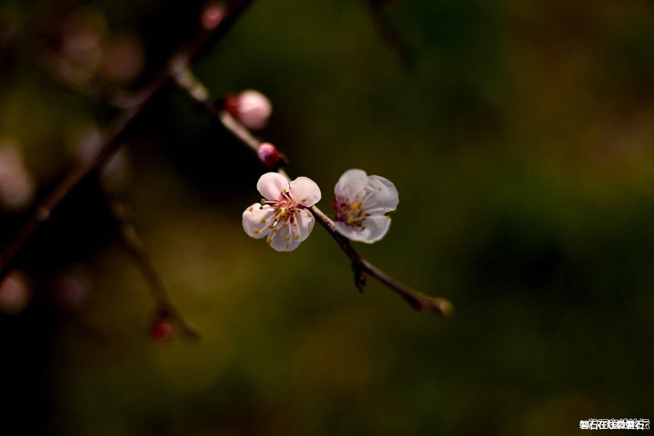 春天来了，我只会拍花花草草怎么办？