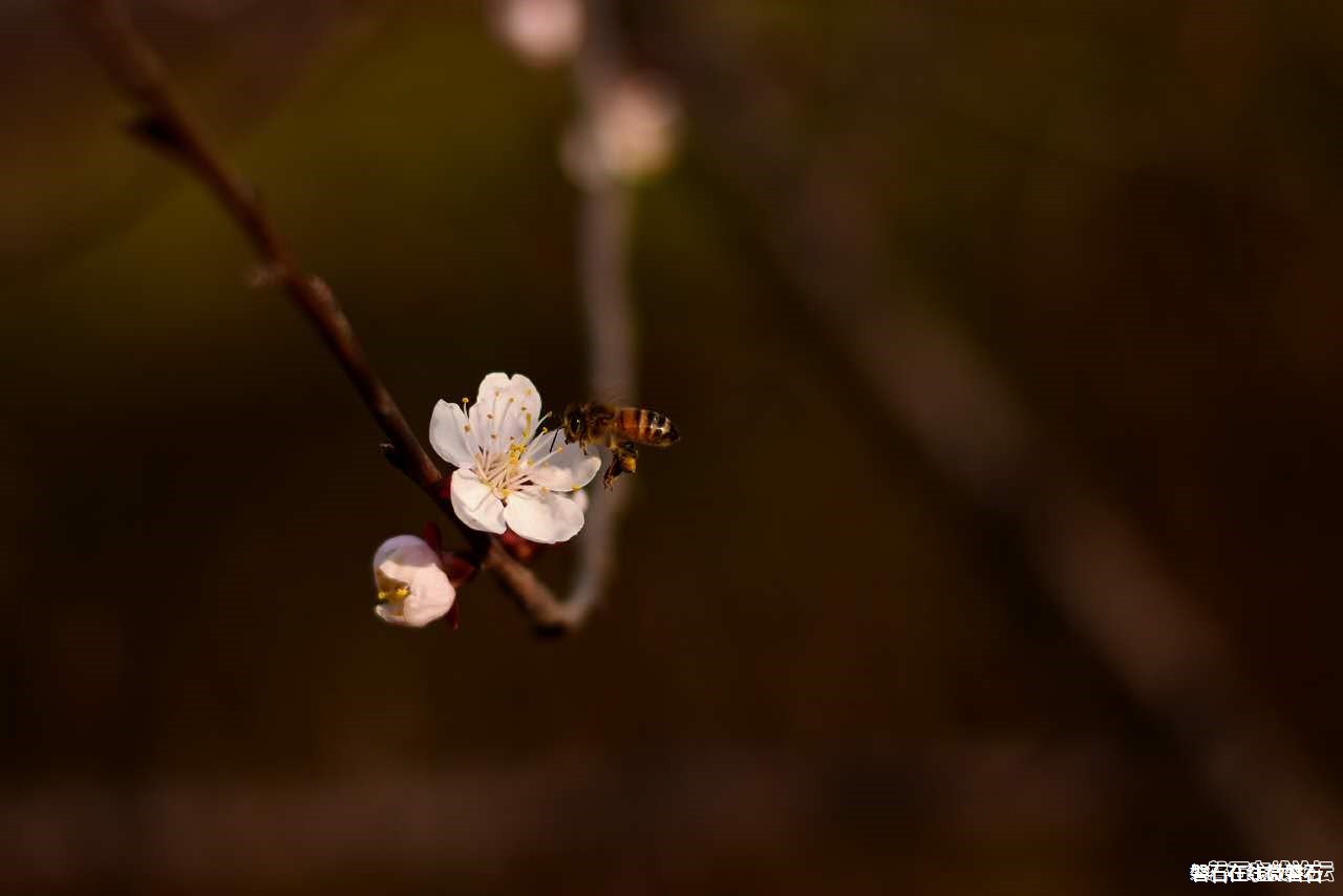 春天来了，我只会拍花花草草怎么办？