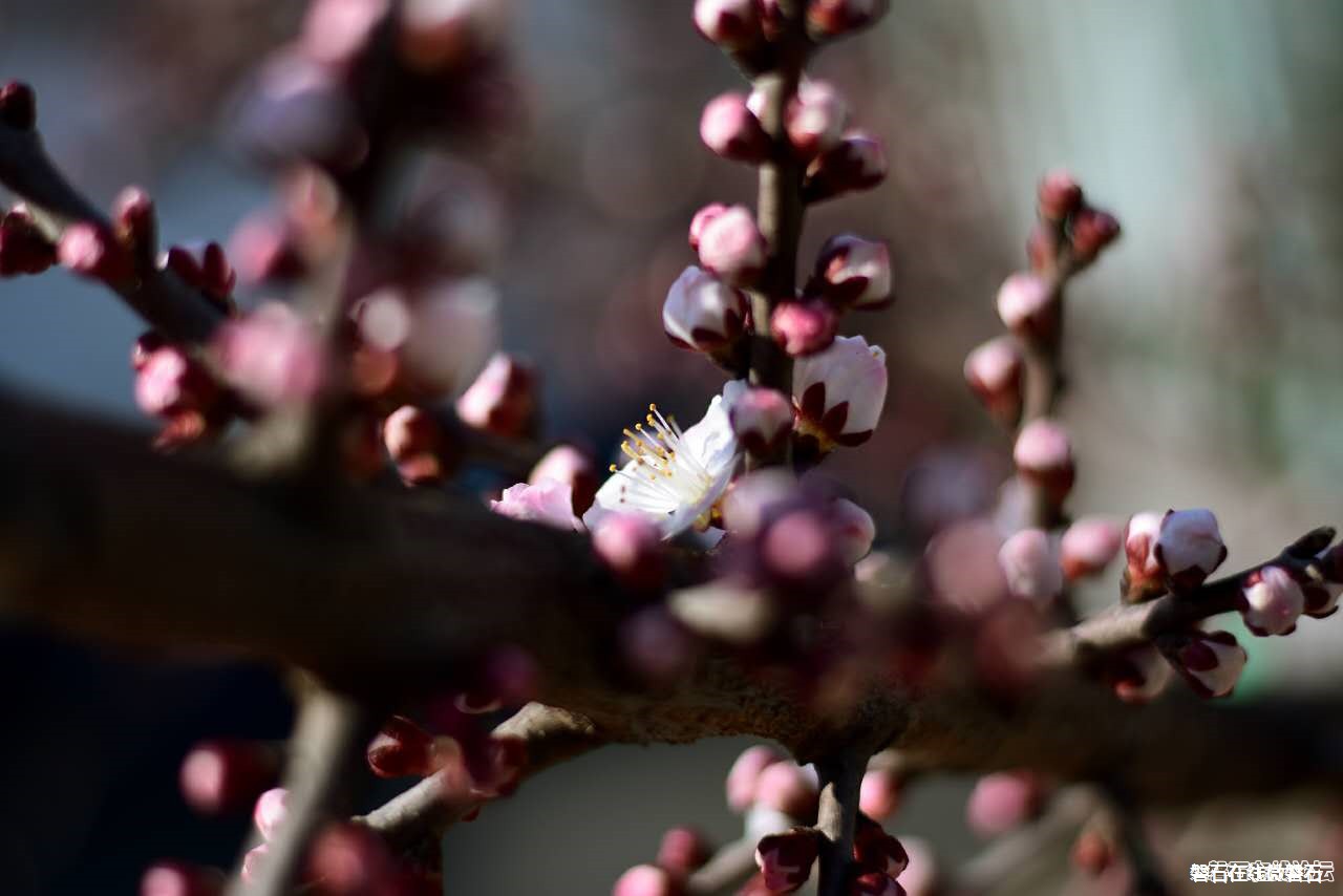 春天来了，我只会拍花花草草怎么办？