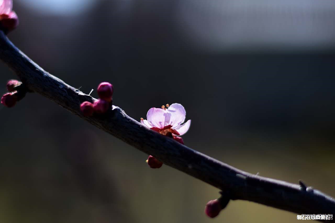 春天来了，我只会拍花花草草怎么办？