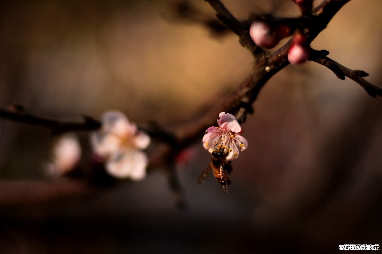 春天来了，我只会拍花花草草怎么办？