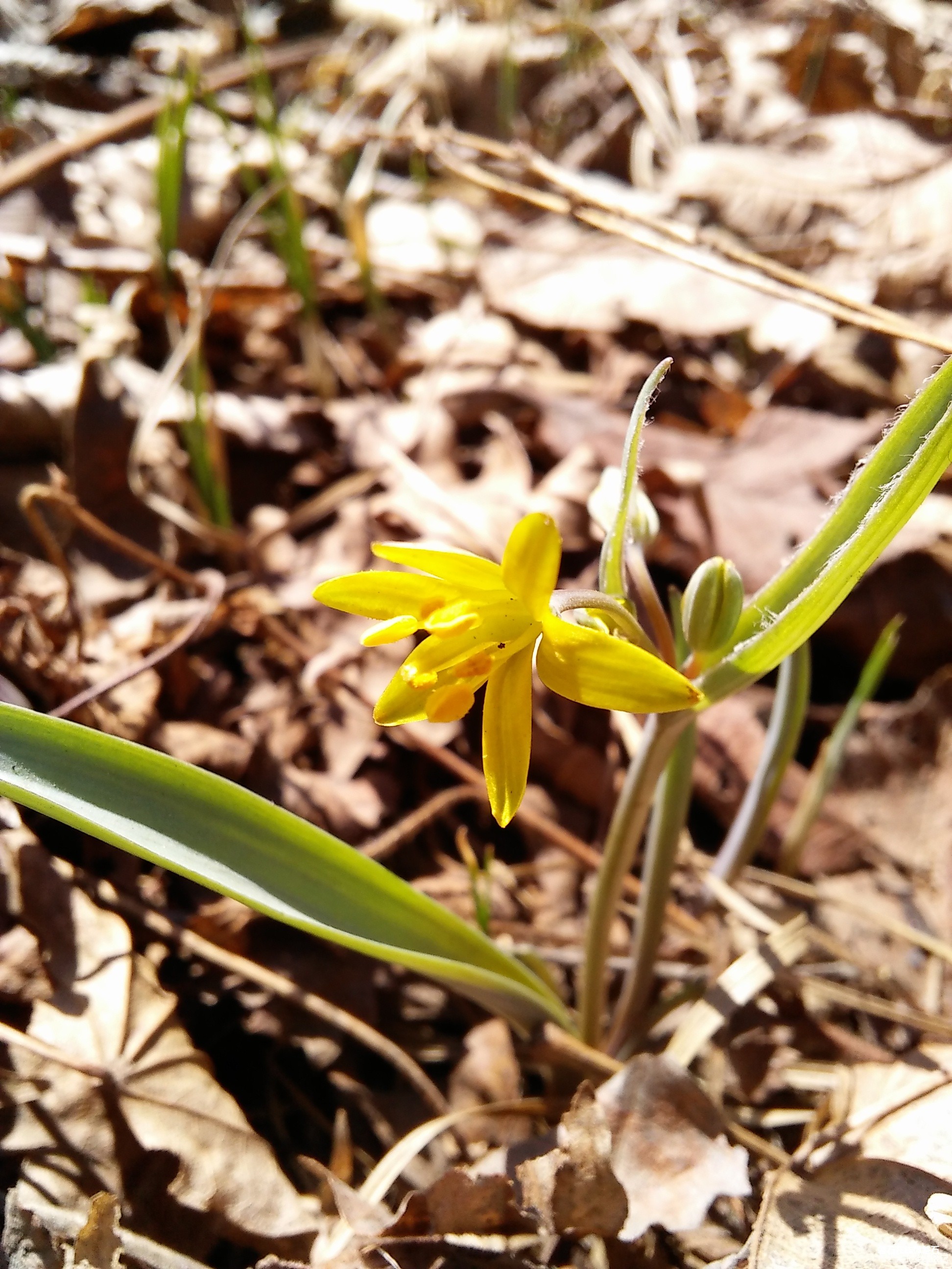 石城的春花