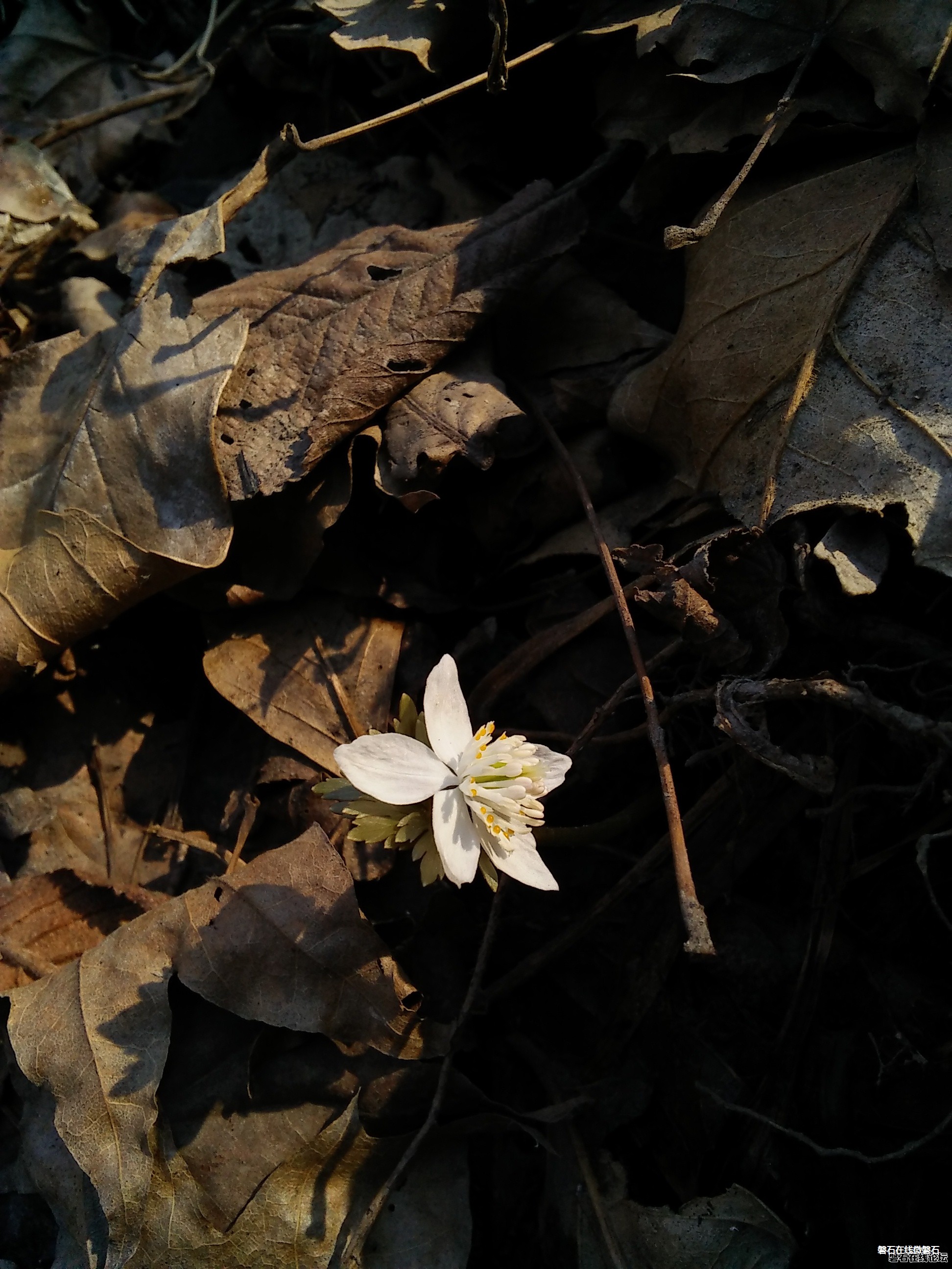 石城的春花