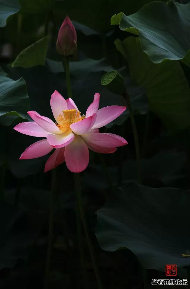 夏荷，摄于开发区水泥管厂盛园。