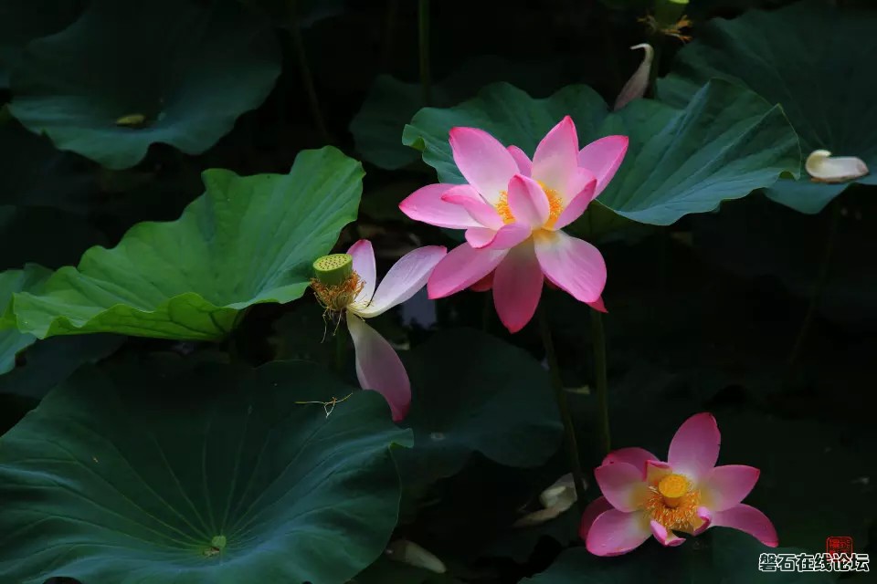 夏荷，摄于开发区水泥管厂盛园。