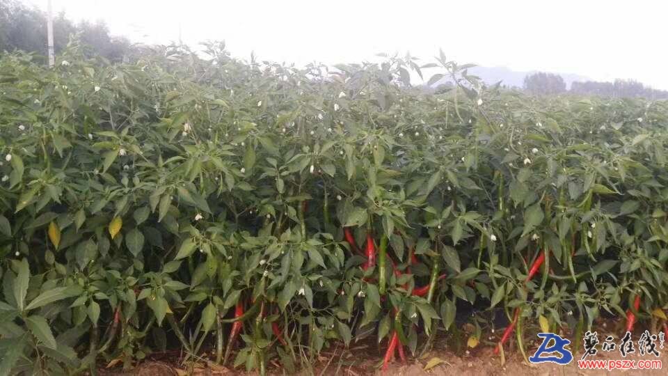 wechat_upload150487361559b28c8f1946c