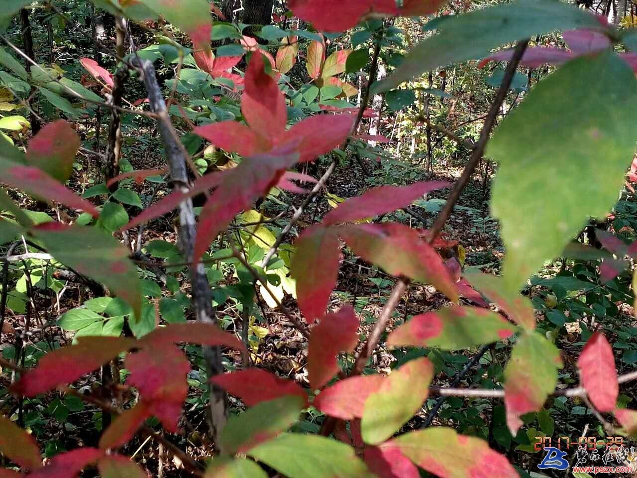 wechat_upload150672344259cec672d6d5b