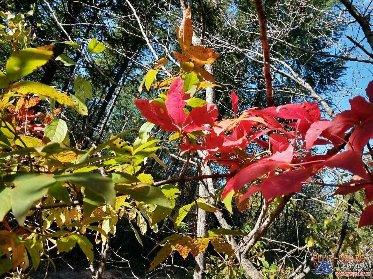 wechat_upload150672391659cec84ca858e