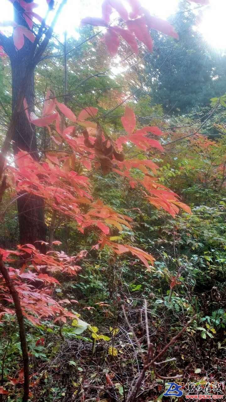 wechat_upload150720317259d61864bc201