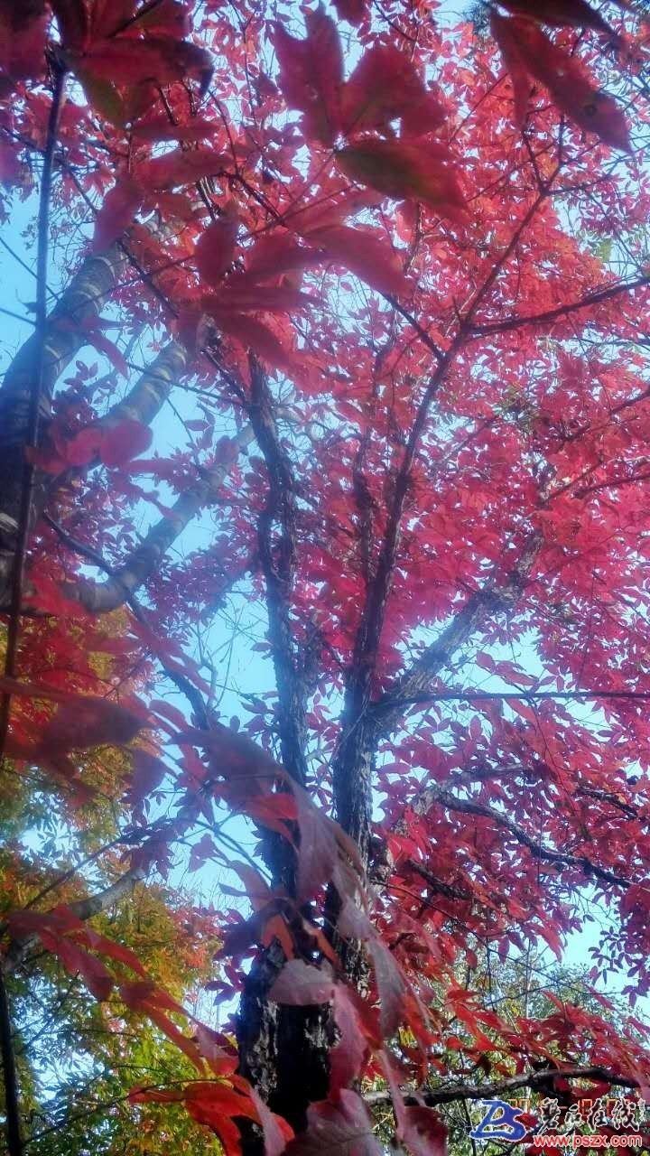 wechat_upload150720317359d6186599b2c
