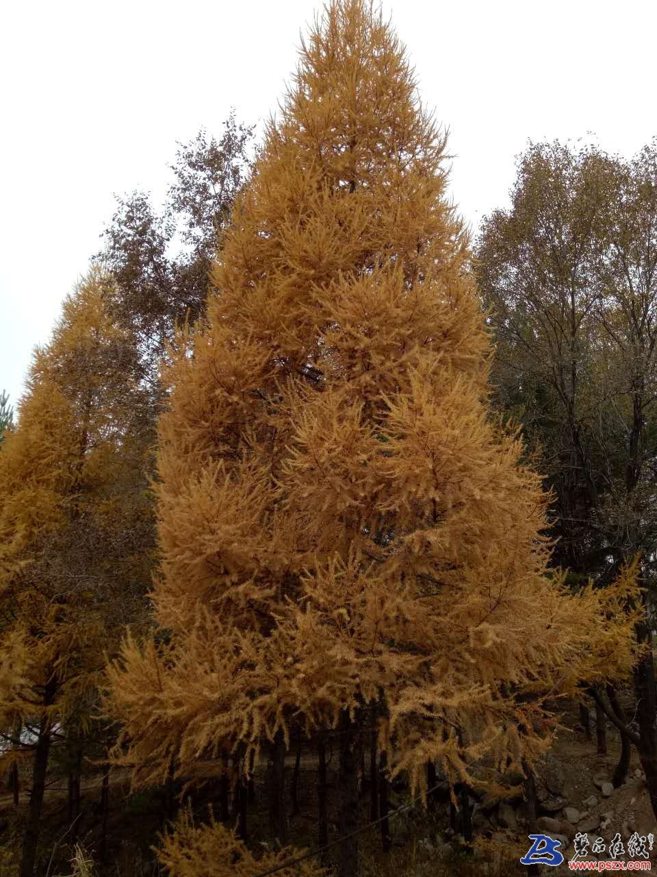 wechat_upload15102947675a0544ef89f12