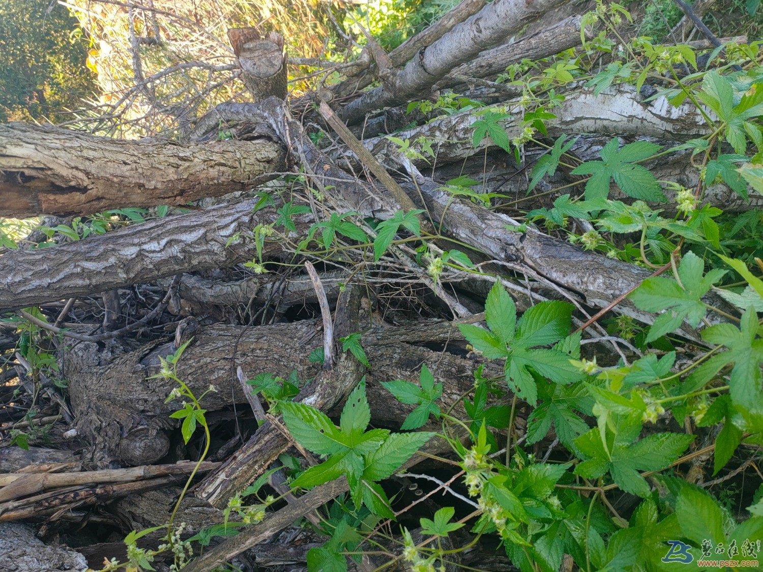 IMG20210912065516.jpg