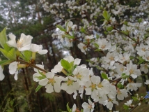 夏天山里的春色