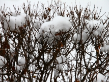 入冬第一场大雪