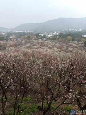 北国雾淞美无锻，江南三月百花艳。